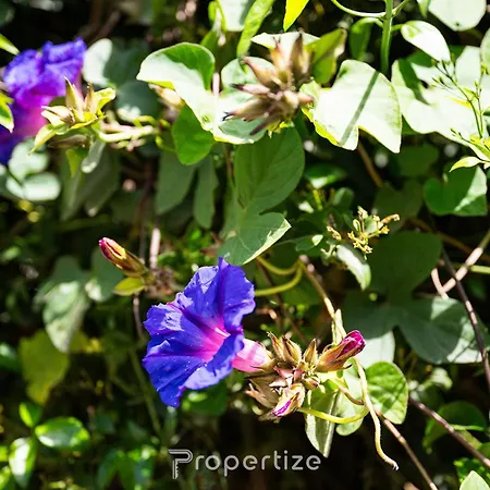 Graziosa By Propertize 아파트 *